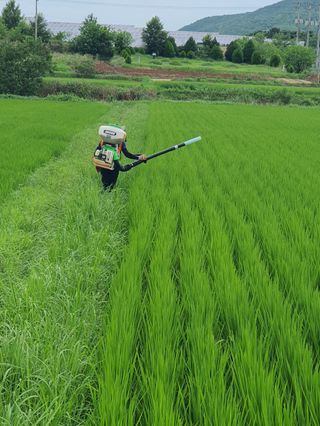 4륜구동경운기님의 벼 · 영농일지 작성글 사진