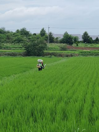 4륜구동경운기님의 벼 · 영농일지 작성글 사진