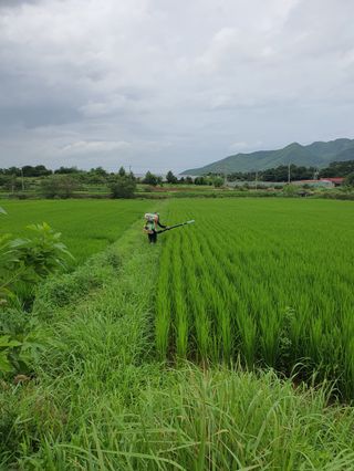 4륜구동경운기님의 벼 · 영농일지 작성글 사진