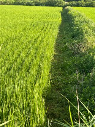 4륜구동경운기님의 벼 · 영농일지 작성글 사진