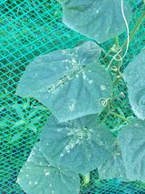 팜모닝 오이·병해충상담 게시글 이미지