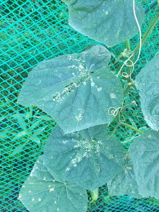 동방불패님의 오이 · 병해충상담 작성글 사진