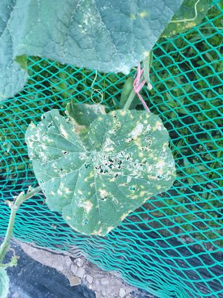 동방불패님의 오이 · 병해충상담 작성글 사진