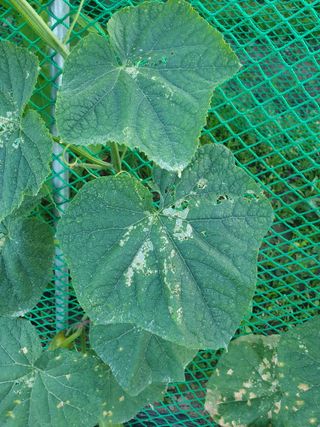 동방불패님의 오이 · 병해충상담 작성글 사진