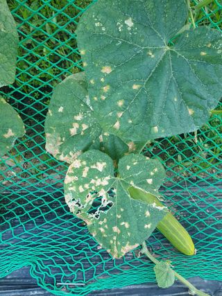 동방불패님의 오이 · 병해충상담 작성글 사진