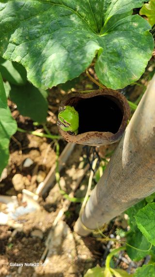 제주농부님의 자유주제 · 자유게시판 작성글 사진