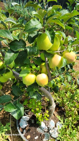 제주농부님의 자유주제 · 자유게시판 작성글 사진