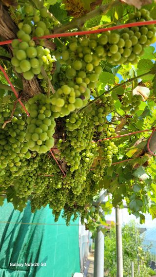 제주농부님의 자유주제 · 자유게시판 작성글 사진