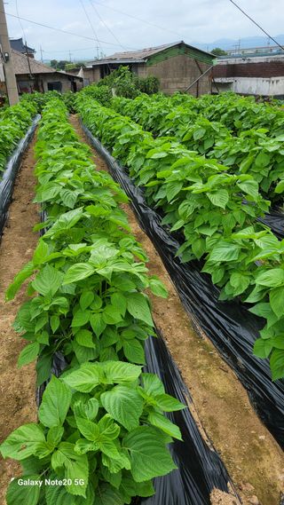 제주농부님의 자유주제 · 자유게시판 작성글 사진