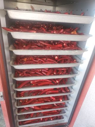 윤정숙님의 고추 · 영농일지 작성글 사진