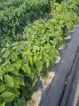 팜모닝 고추·병해충상담 게시글 이미지