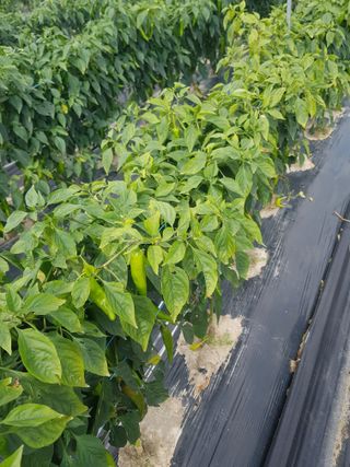 까망고무신님의 고추 · 병해충상담 작성글 사진