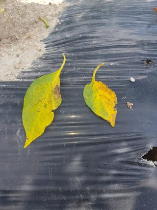 까망고무신님의 고추 · 병해충상담 작성글 사진