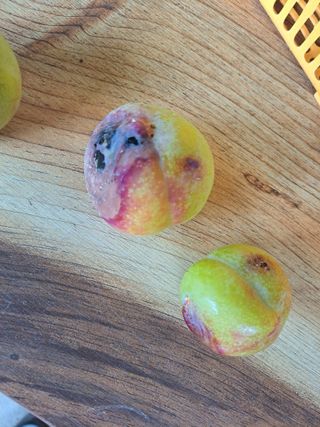 서종국님의 자두 · 병해충상담 작성글 사진