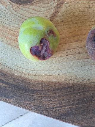 서종국님의 자두 · 병해충상담 작성글 사진