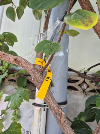 왕대추님의 자유주제 · 자유게시판 작성글 사진