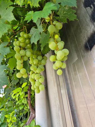 왕대추님의 자유주제 · 자유게시판 작성글 사진