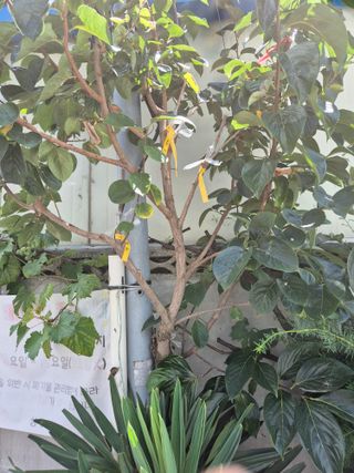 왕대추님의 자유주제 · 자유게시판 작성글 사진