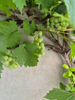 왕대추님의 자유주제 · 자유게시판 작성글 사진