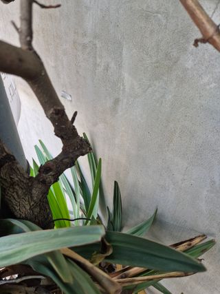 왕대추님의 자유주제 · 자유게시판 작성글 사진