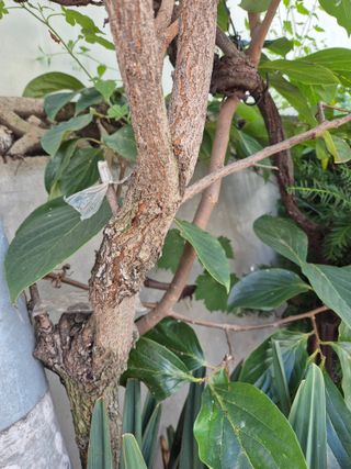 왕대추님의 자유주제 · 자유게시판 작성글 사진