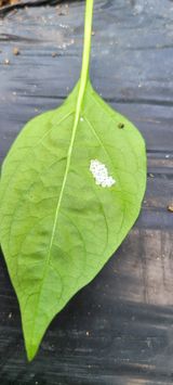 팜모닝 고추·병해충상담 게시글 이미지