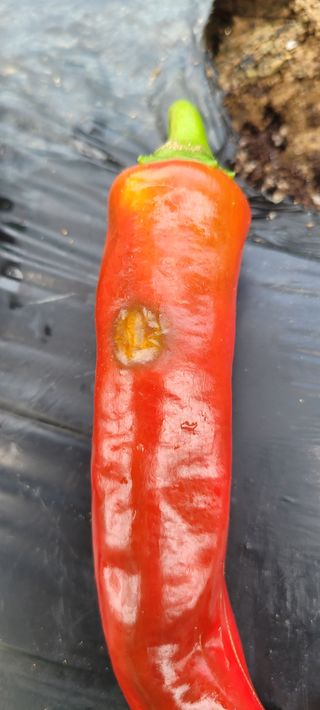 금비꼬미엄마님의 고추 · 병해충상담 작성글 사진