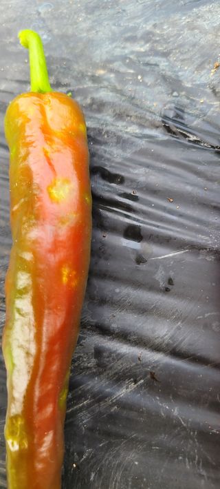 금비꼬미엄마님의 고추 · 병해충상담 작성글 사진