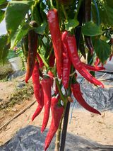 팜모닝 자유주제·자유게시판 게시글 이미지