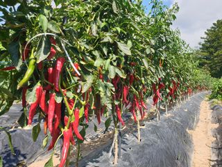 알 수 없음님의 자유주제 · 자유게시판 작성글 사진