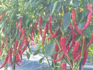 알 수 없음님의 자유주제 · 자유게시판 작성글 사진