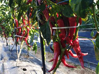 알 수 없음님의 자유주제 · 자유게시판 작성글 사진