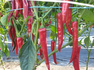 알 수 없음님의 자유주제 · 자유게시판 작성글 사진