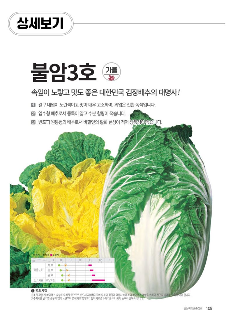 팜모닝 상점님의 장터 판매 상품 [불암 3호 김장배추모종 128구] 첨부 사진