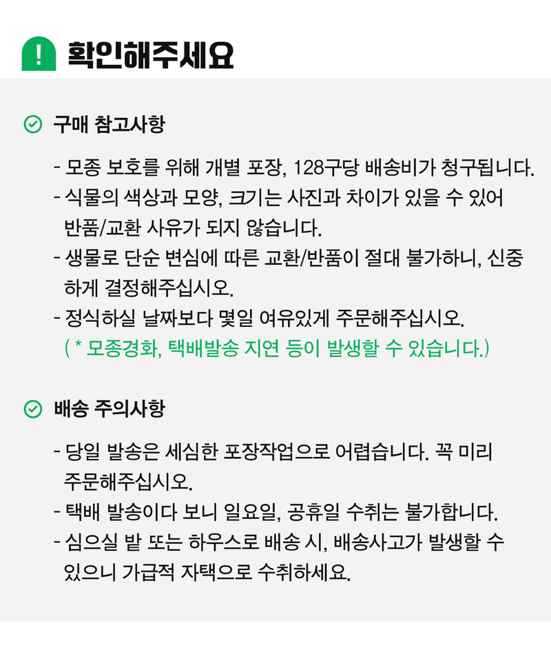 팜모닝 상점님의 장터 판매 상품 [불암 3호 김장배추모종 128구] 첨부 사진