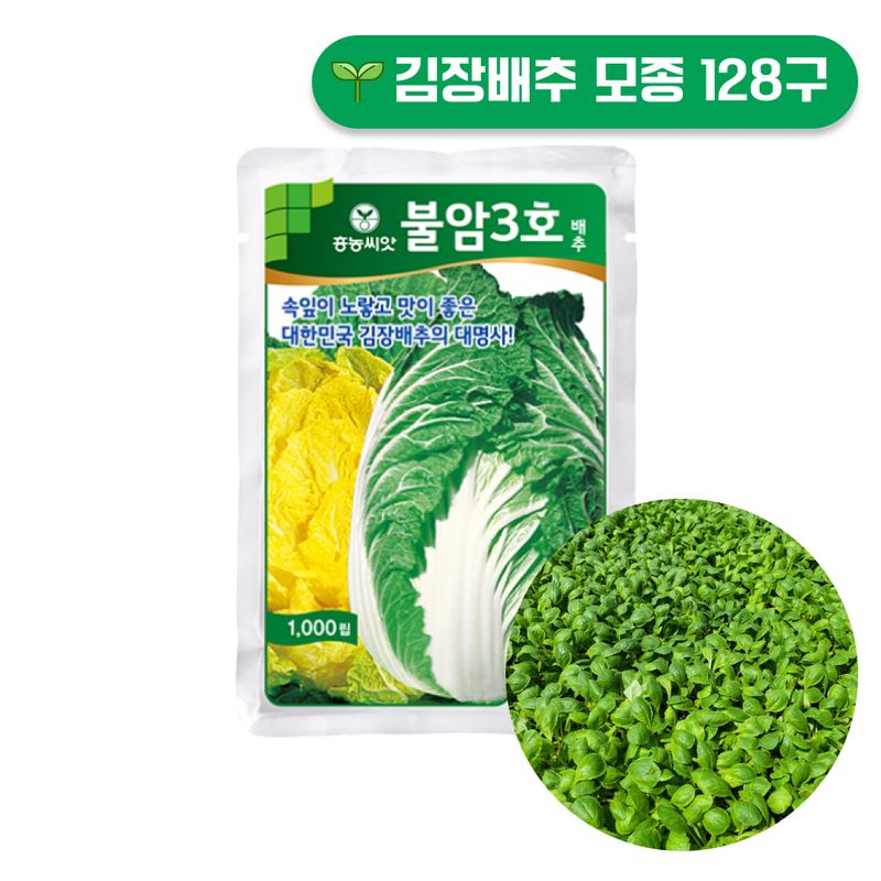 장터 상품 [불암 3호 김장배추모종 128구] 썸네일