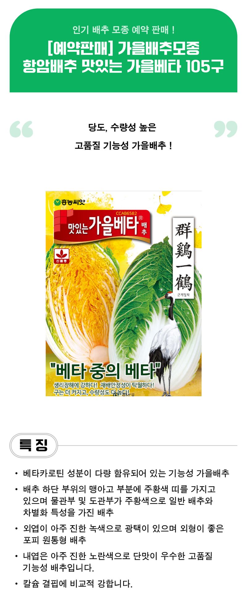 팜모닝 상점님의 장터 판매 상품 [항암배추 맛있는가을베타 가을배추모종 105구] 첨부 사진