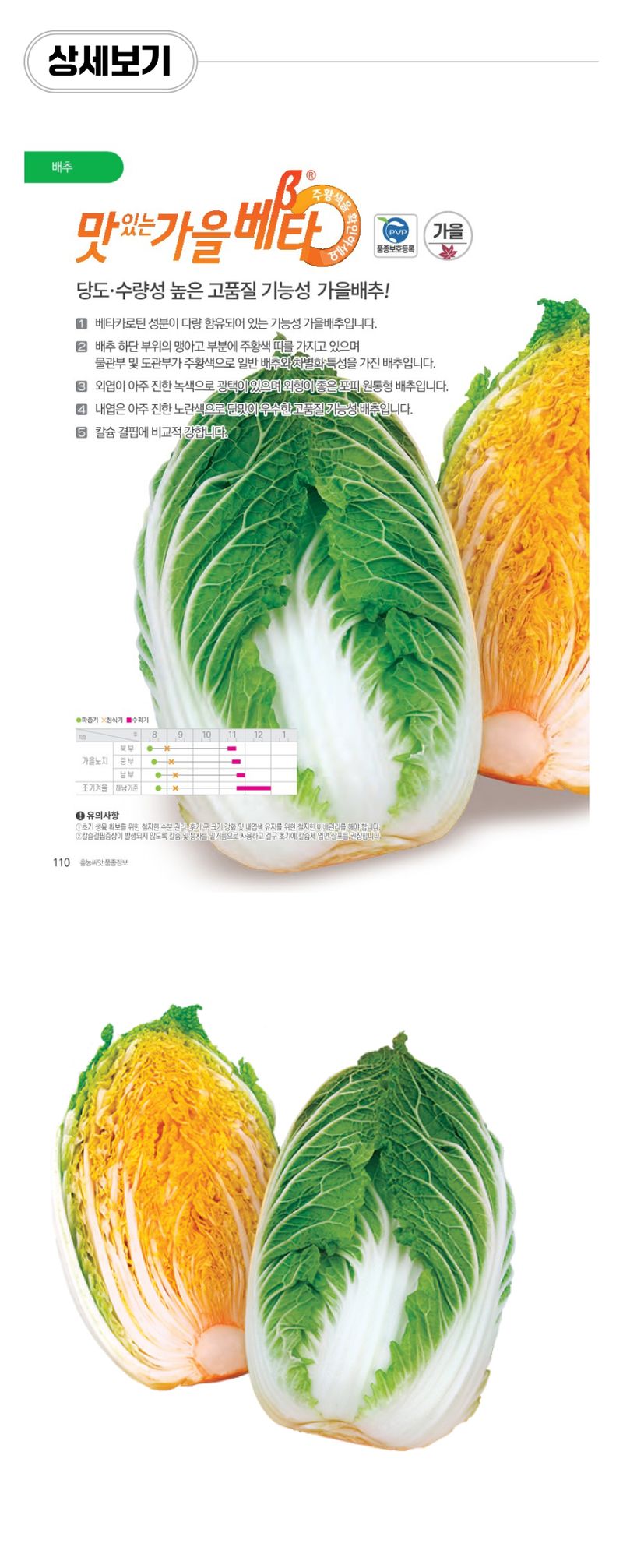 팜모닝 상점님의 장터 판매 상품 [항암배추 맛있는가을베타 가을배추모종 105구] 첨부 사진