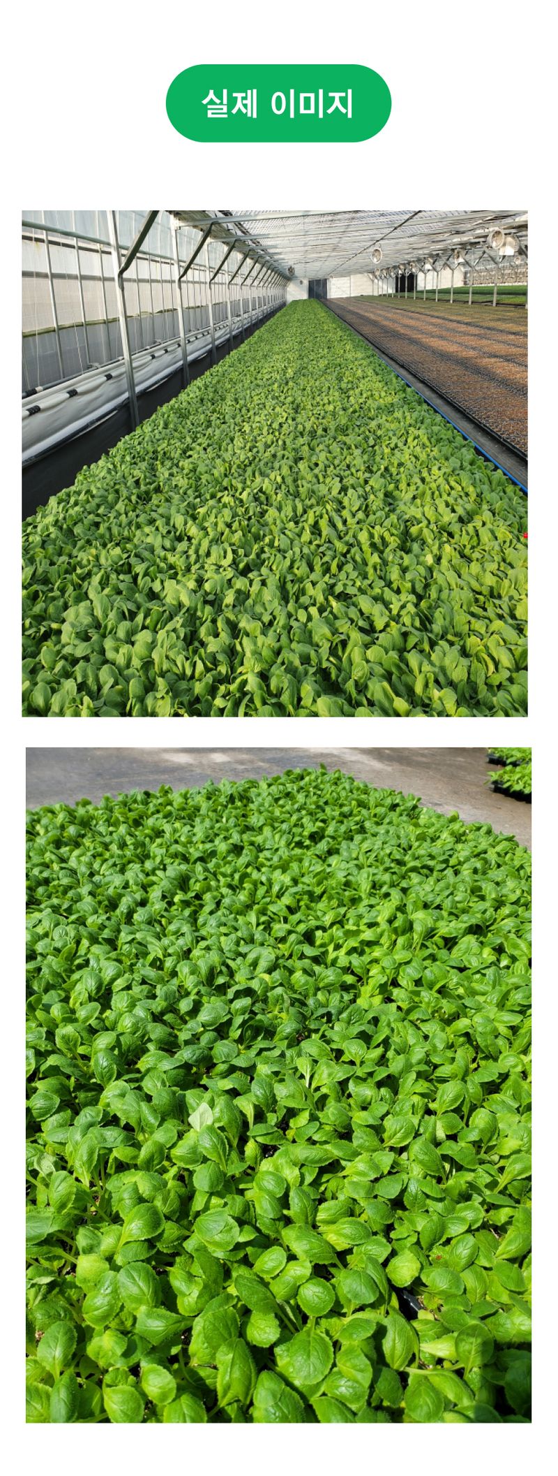 팜모닝 상점님의 장터 판매 상품 [항암배추 맛있는가을베타 가을배추모종 105구] 첨부 사진