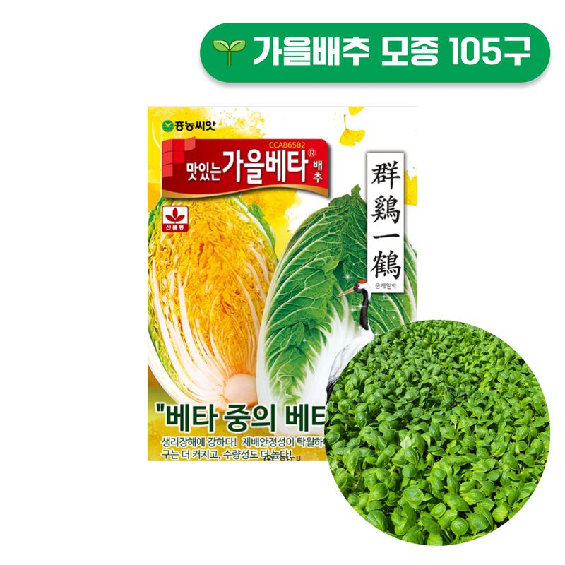 장터 상품 [항암배추 맛있는가을베타 가을배추모종 105구] 썸네일