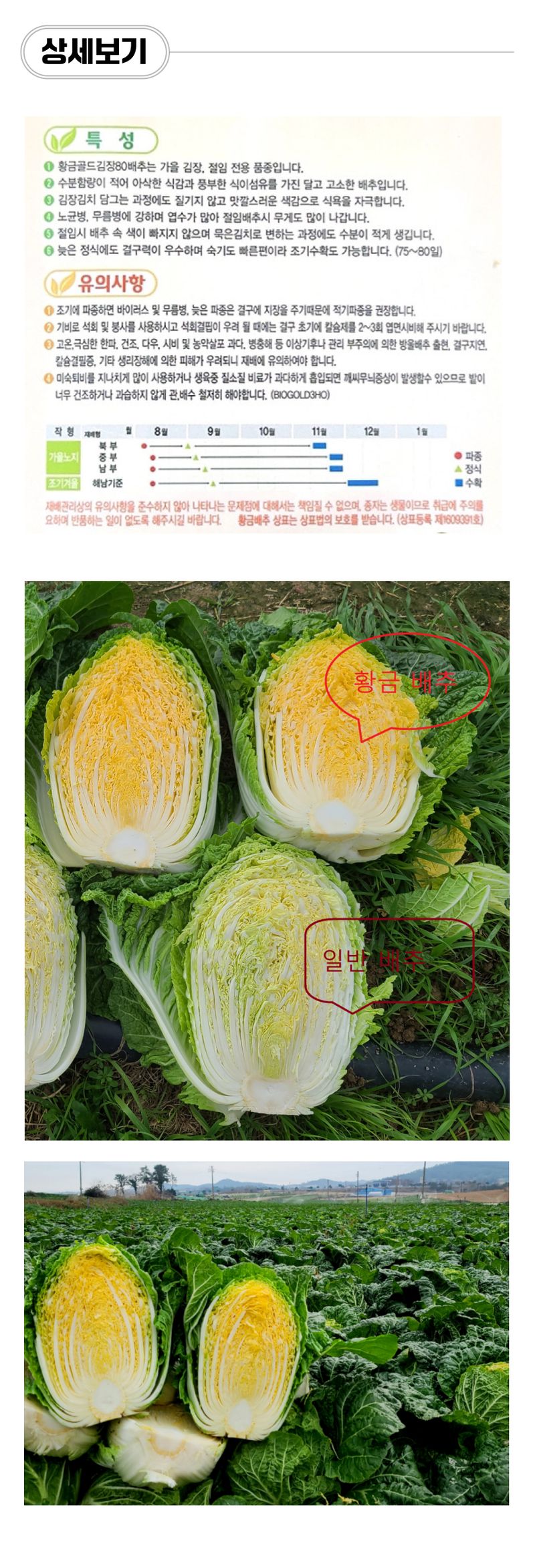 팜모닝 상점님의 장터 판매 상품 [황금배추 골드김장80 김장배추모종 105구] 첨부 사진