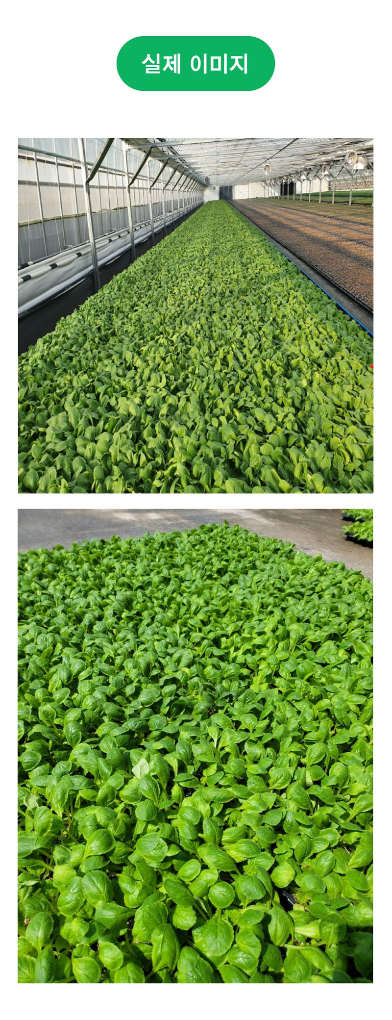 팜모닝 상점님의 장터 판매 상품 [황금배추 골드김장80 김장배추모종 105구] 첨부 사진