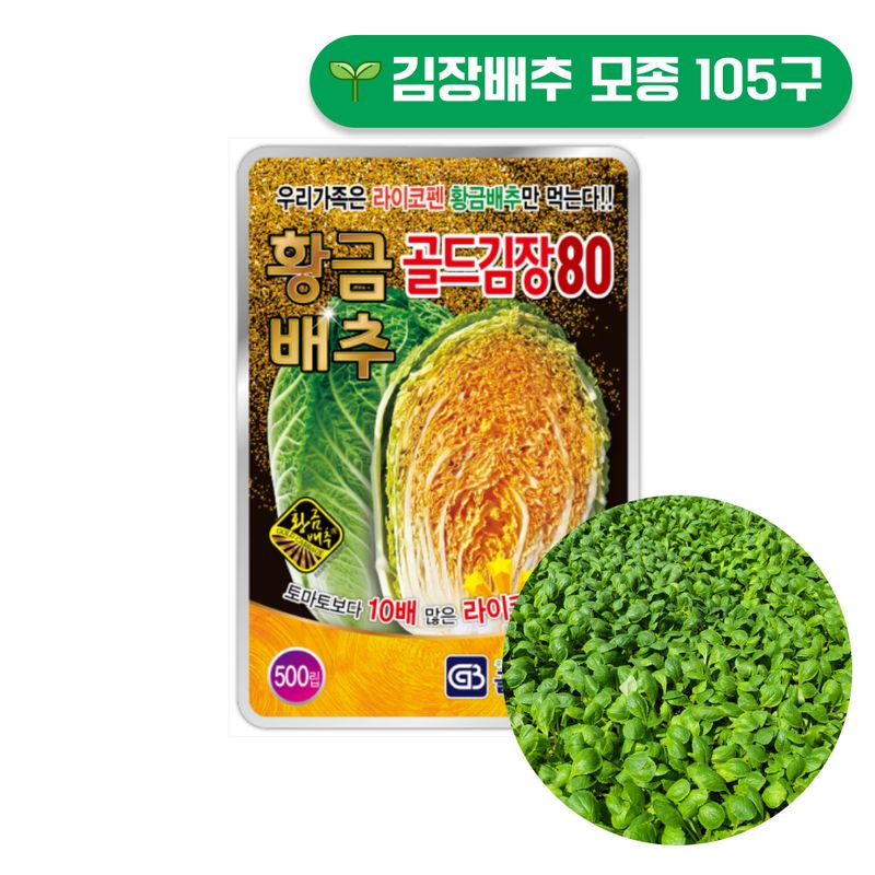 장터 상품 [황금배추 골드김장80 김장배추모종 105구] 썸네일