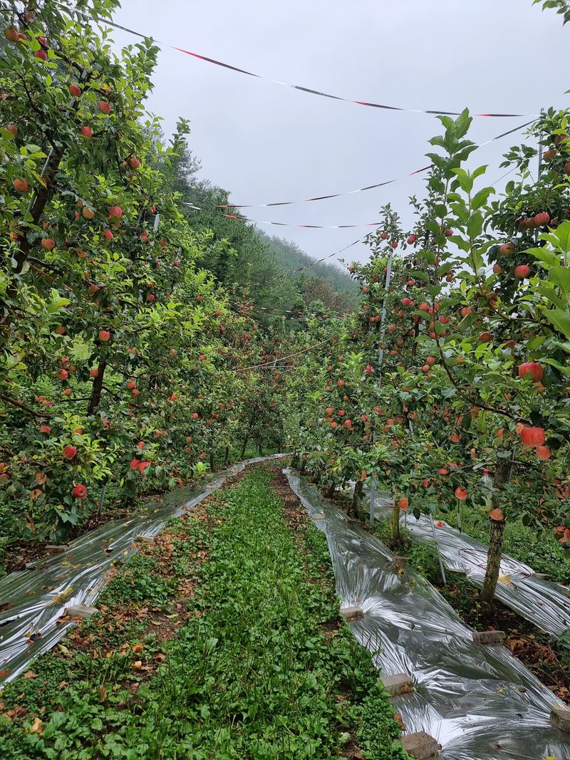 호랑이와인성이님의 장터 판매 상품 [봉화 사과즙 ] 첨부 사진