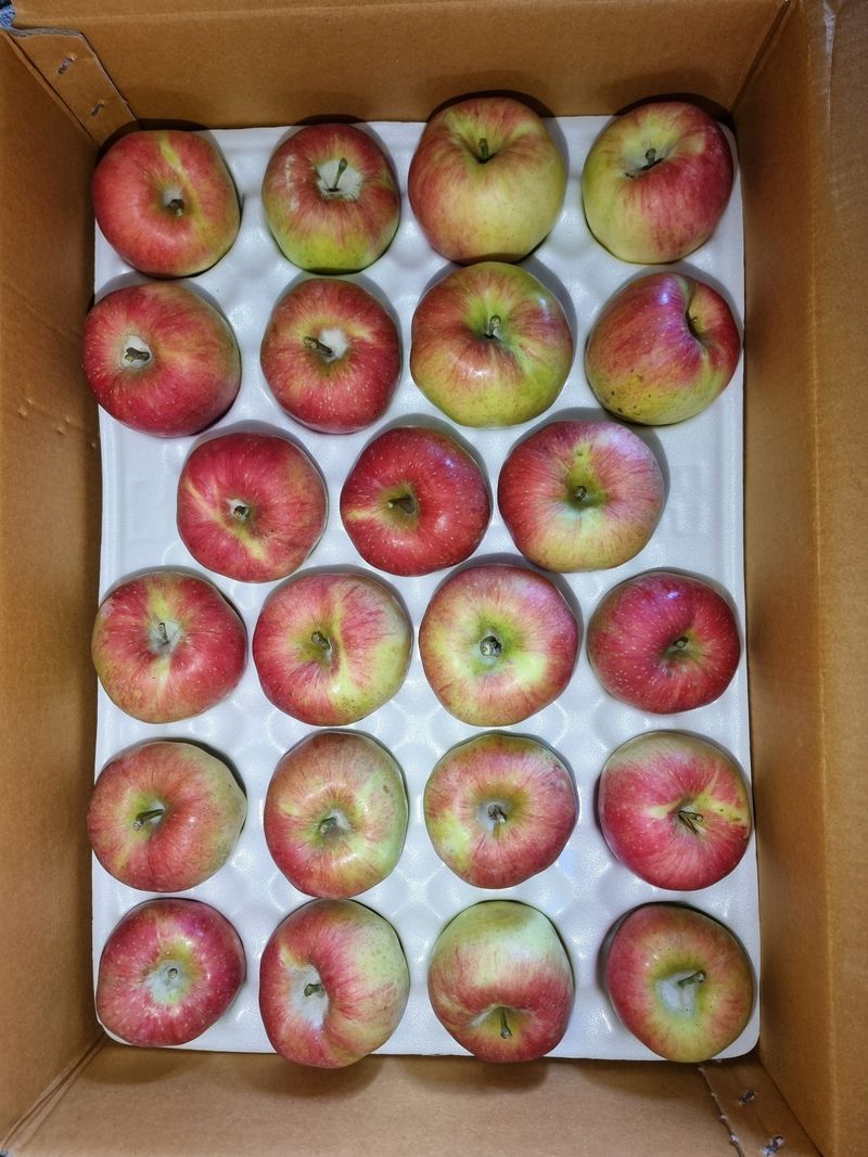 호랑이와인성이님의 장터 판매 상품 [봉화 사과즙 ] 첨부 사진