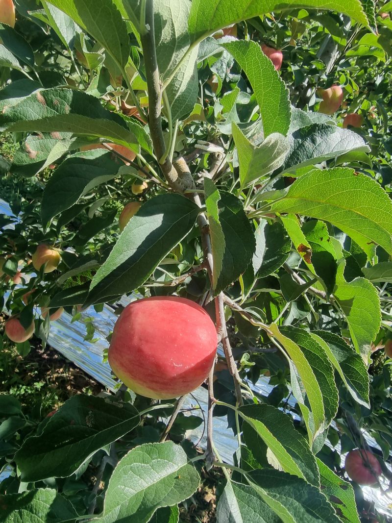 호랑이와인성이님의 장터 판매 상품 [봉화 사과즙 ] 첨부 사진
