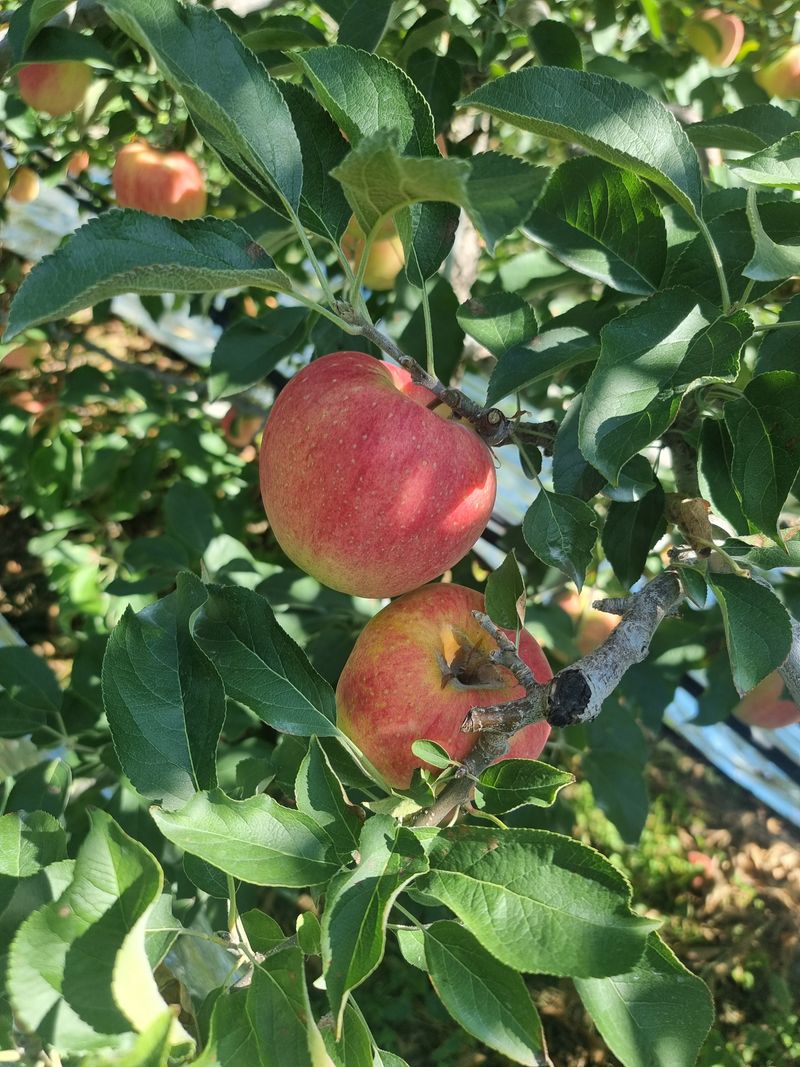 호랑이와인성이님의 장터 판매 상품 [봉화 사과즙 ] 첨부 사진