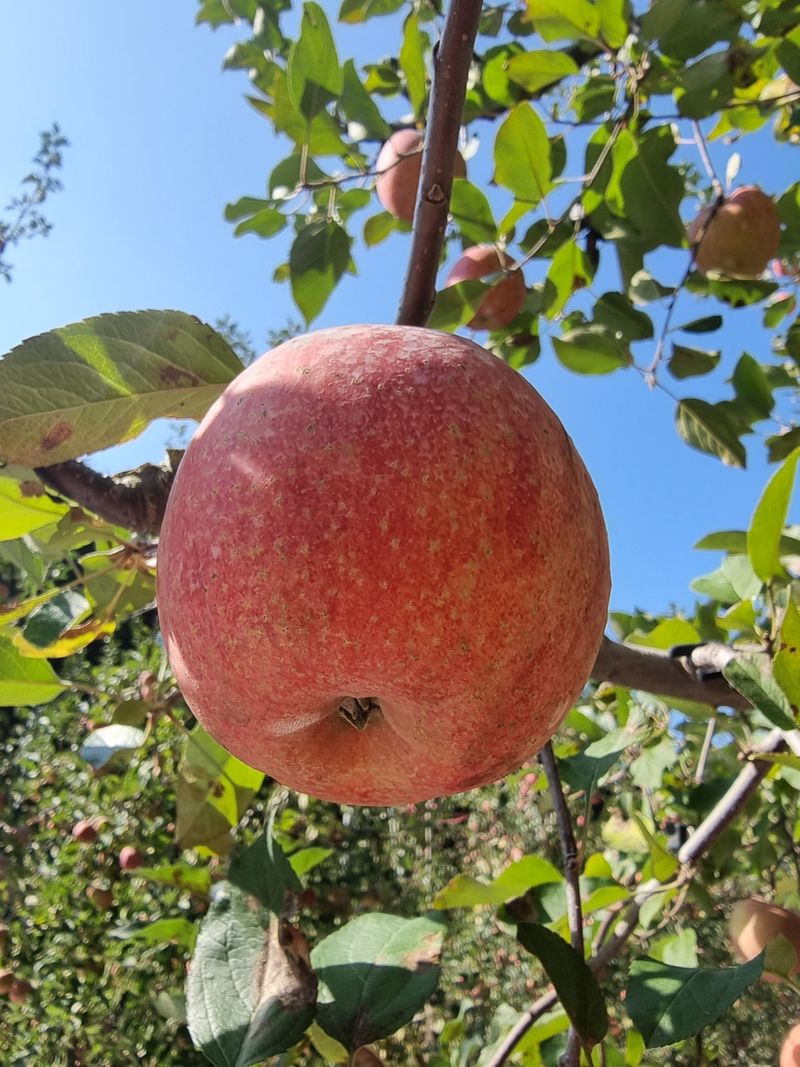 장터 상품 [봉화 사과즙 ] 썸네일