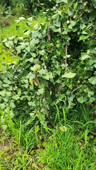 ogapiall님의 자유주제 · 자유게시판 작성글 사진