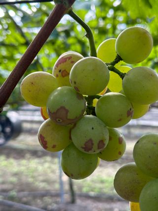 임광열님의 포도 · 병해충상담 작성글 사진